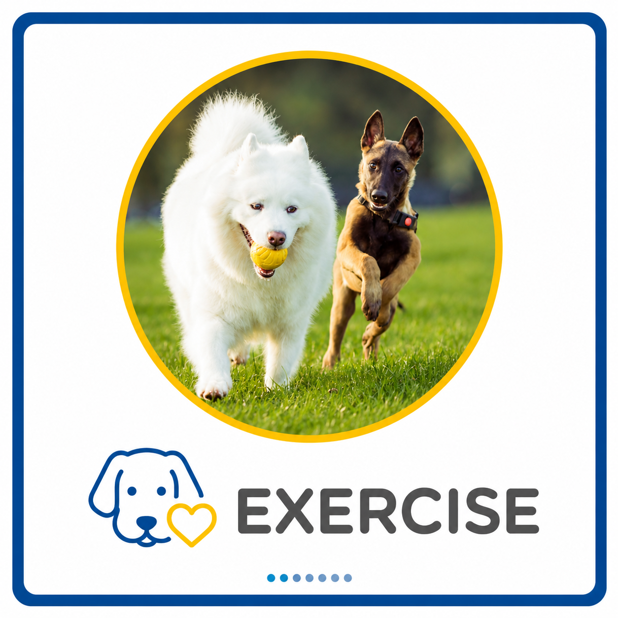 Dog enjoying a supervised outdoor exercise session